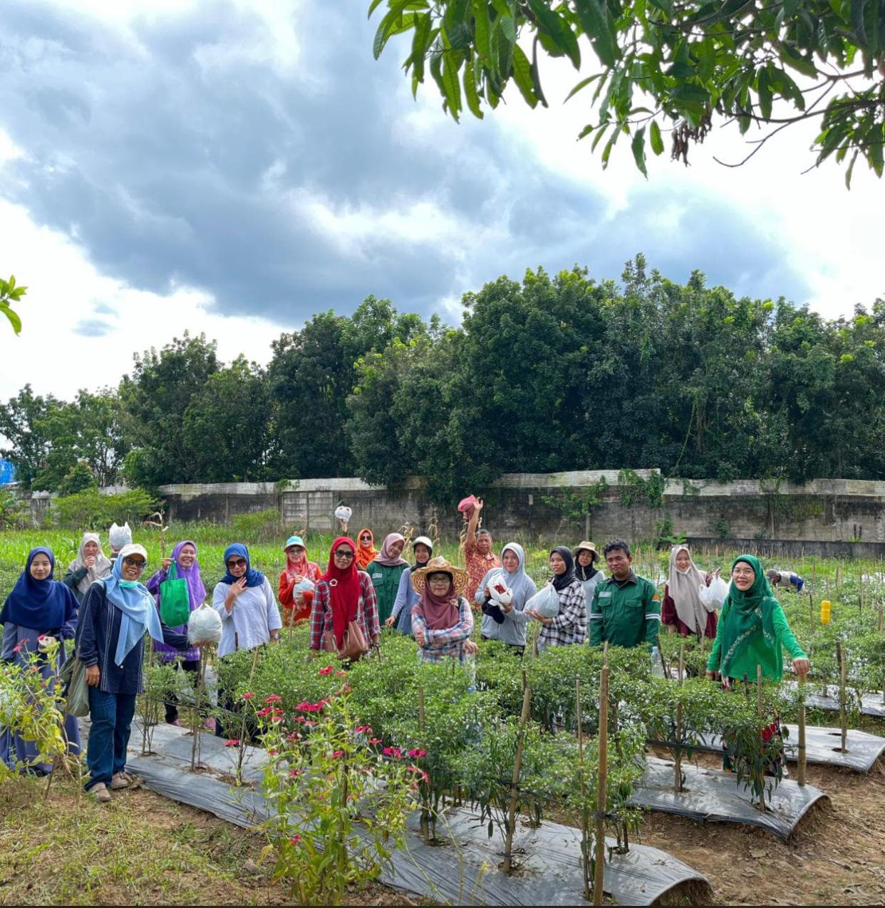 Panen Perdana Cabai Keriting Neno IPB pada Kelompok Tani Sido Makmur Talang  Kelapa Banyuasin Dalam Kegiatan PKM
